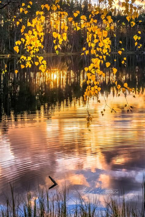 🇫🇮 Autumn Afternoon Finland By Asko Kuittinen Autumn Fall Red Gold