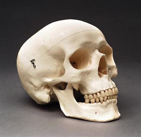 The works of galen remained the main source of anatomical knowledge in europe throughout the middle ages. Human Skull Adult Anatomical Medical Model NEW! | eBay