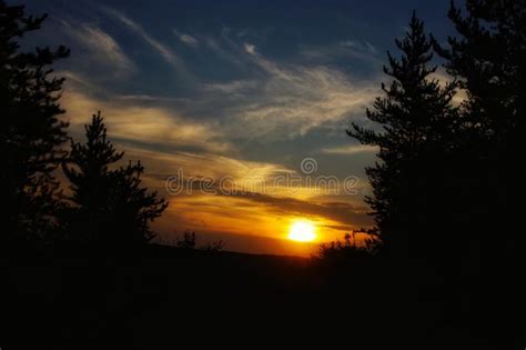 Sunset Through The Pine Trees Stock Image Image Of Spectacular