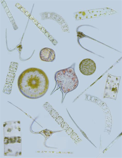 Surface Phytoplankton And Sinking Particles Offshore Of Rhode Island Plankton Ecology And