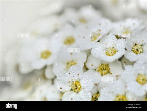 Droplets On Pretty White Flowers Stock Photo Alamy