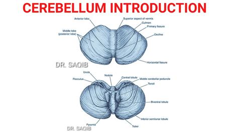 Cerebellum Anatomy Parts Divisions Youtube