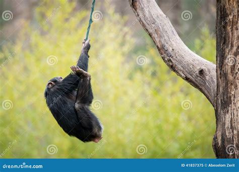 Swinging Chimp Stock Image Image Of Baby Chimpanzee 41837375