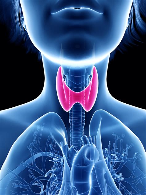 Thyroid Learn About Thyroid Diseases Such As Hypothyroidism Cr84fn