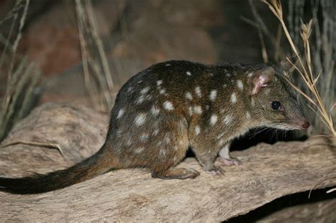 Animals Of The World Western Quoll