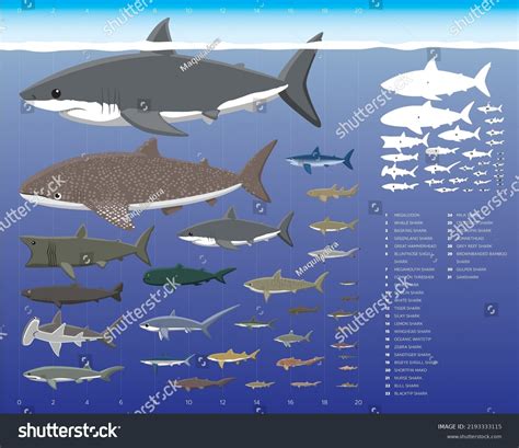 Shark Sizes Comparisons Cartoon Vector Illustration Stock Vector