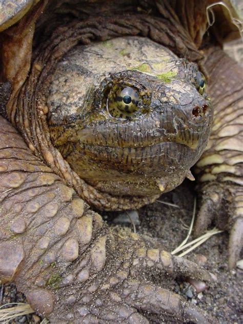 Snapping Turtle Chelydra S Serpentina Ontario Turtle Conservation