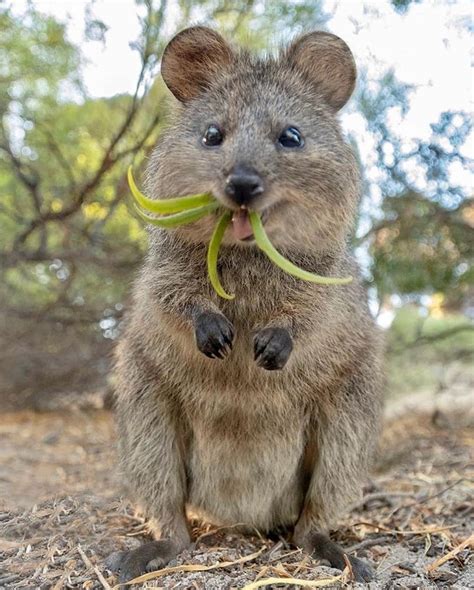 Please follow animals board for more beautiful videos. Living Destinations auf Instagram: „This quokka is the ...