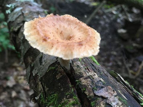Polyporus Tuberaster The Ultimate Mushroom Guide