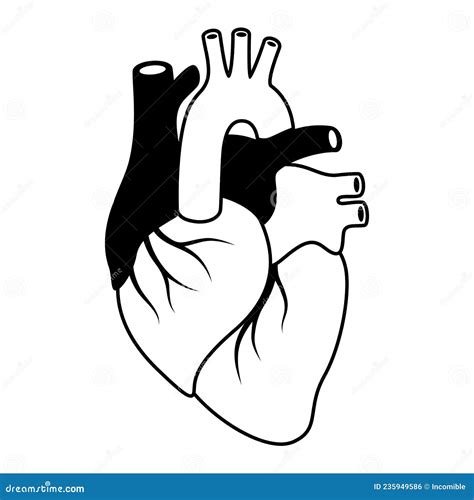 Illustration Of Heart Internal Organ Human Body Anatomy Health Care