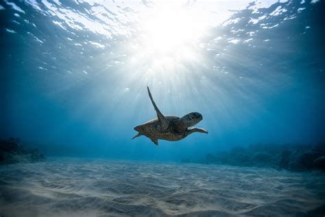 Underwater Photography Of Turtle · Free Stock Photo