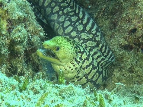 Unterwasseraufnahmen Aus Dem Mittelmeer Fische Am Bodenaalartige