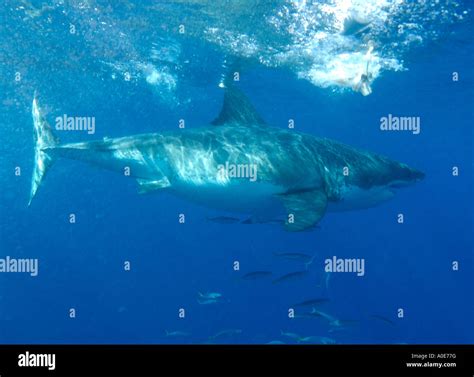 Female Great White Shark The Male Sexual Organs Or Claspers Are Not Present Near The Tail Stock