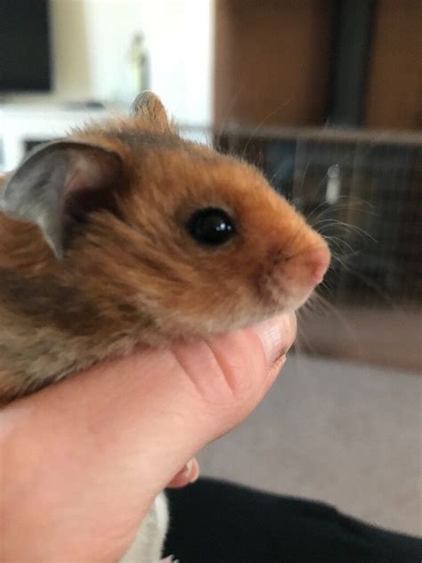 Baby Syrian Hamsters Very Tame Handled Lots In Rotherham South