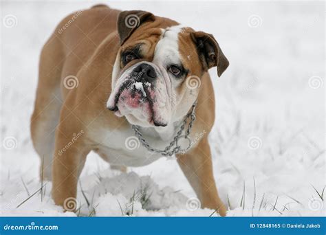 Bulldog In Snow Stock Image Image Of Conti Cold Cool 12848165