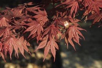 Verticillium wilt is a vascular disease that affects many woody trees and shrubs, herbaceous ornamentals, weeds, vegetables, and agronomic crops. How to Prevent Twig Dieback in Japanese Maples | Home ...