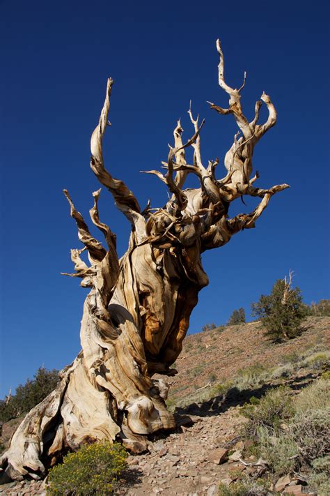 The Methuselah Grove Of The Ancient Bristlecone Pine Forest In The