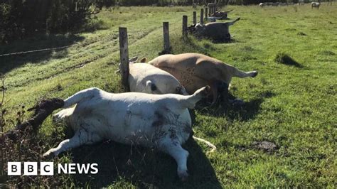 Row Of Cows In Australia Killed By Lightning Strike Bbc News