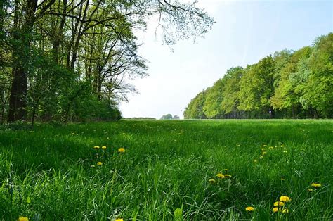 Online Crop Hd Wallpaper Green Grass Field Surrounded Trees Forest
