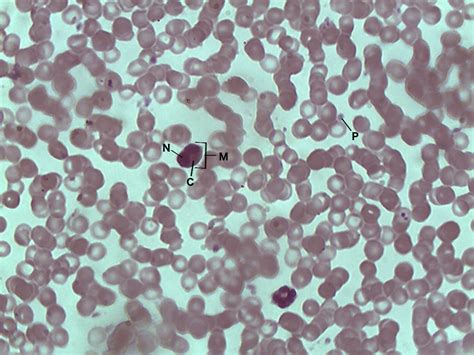 Monocyte Human Blood 40x Histology