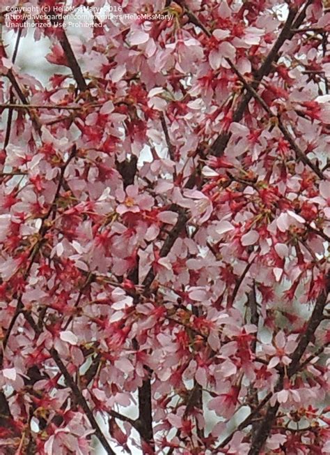 Plant Identification Closed Pink Flowering Tree 2 By