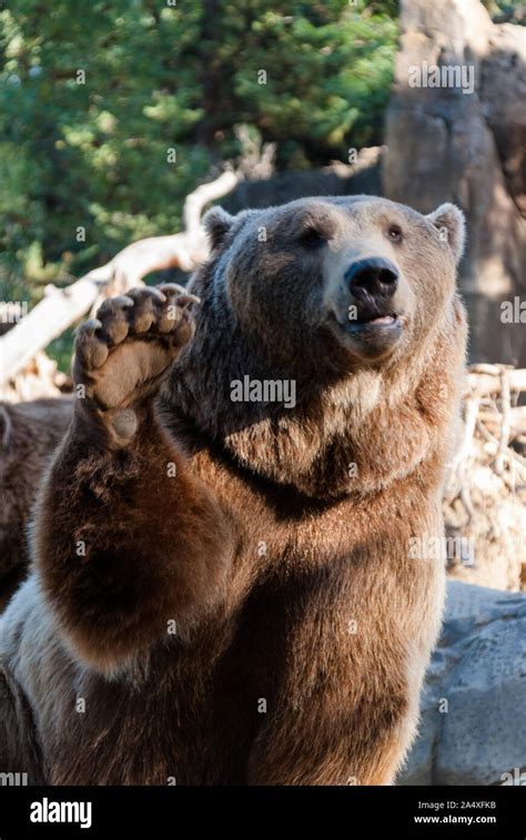 Brown Bear Waving With His Claw Stock Photo Alamy