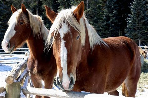 Unveiling The Wonders Of The Mighty Clydesdale 10 Heartwarming Facts