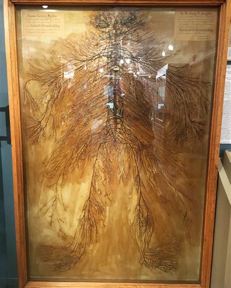 This Is An Intact Human Nervous System That Was Dissected By 2 Medical