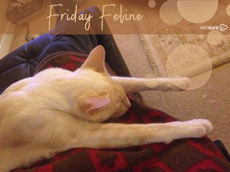 Friday Feeling Feline | Dog insurance