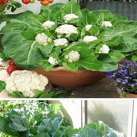 Growing Cauliflower In Containers Growing Cauliflower Container