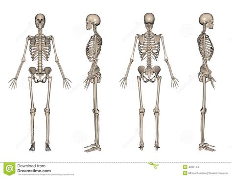 Front and back views of a human figure photograph by everett. 3D het skelet geeft stock illustratie. Illustratie ...