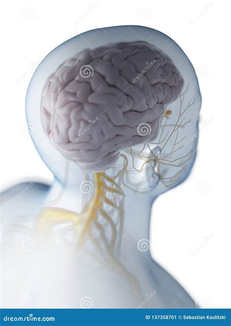 El Cerebro Y El Sistema Nervioso Stock De Ilustraci N Ilustraci N De