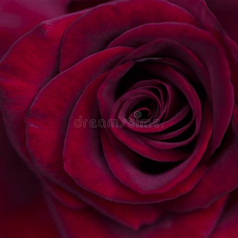 Bright Red Roses Background Of Blooming Roses Flowers Sunny Natural
