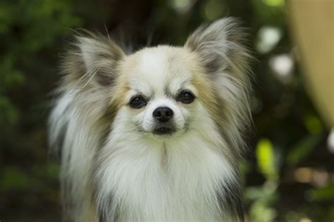 Chihuahua Long Coat Breeds A To Z The Kennel Club