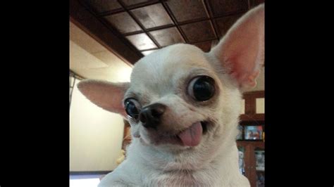 71 Funny Animal Chihuahua Dog Meme Face