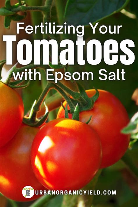 Tomato Plants Growing Tips Fertilizer In 2021 Epsom Salt For Tomatoes