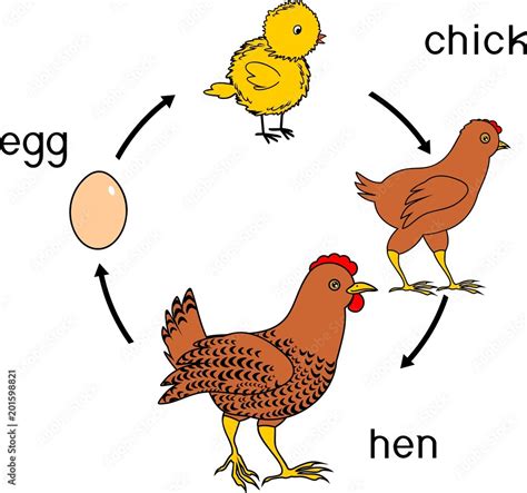 A Chicken Life Cycle