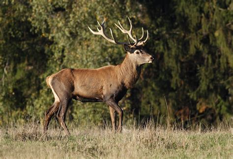 Animales Del Bosque Ciervo Común Ciervo Rojo O Venado