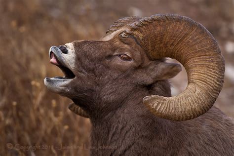 Washington Bighorn Sheep Herds Trapped To Help Others The Spokesman