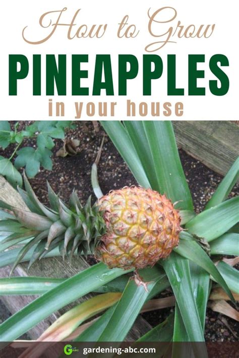 Tips On Growing Pineapple An Easy Guide On How To Grow Pineapple Plant