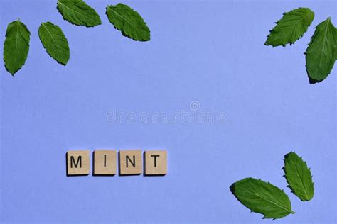 Mint Word With Fresh Spearmint And Peppermint Stock Photo Image Of
