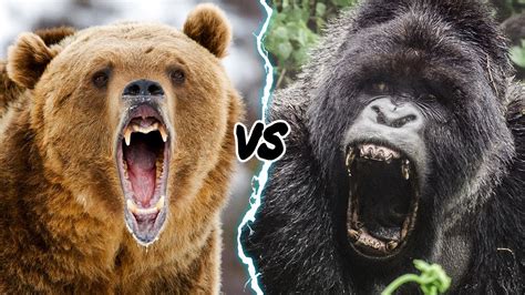 Who Would Win Silverback Gorilla Vs Grizzly Bear Logicder