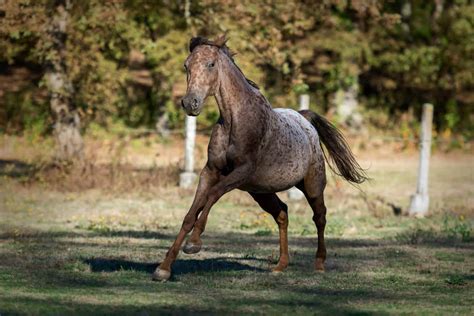Incredible Images Show Why Appaloosa Horses Are The Most Beautiful ...