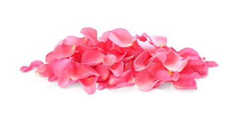 Pile Of Fresh Pink Rose Petals On Background Stock Photo Image Of