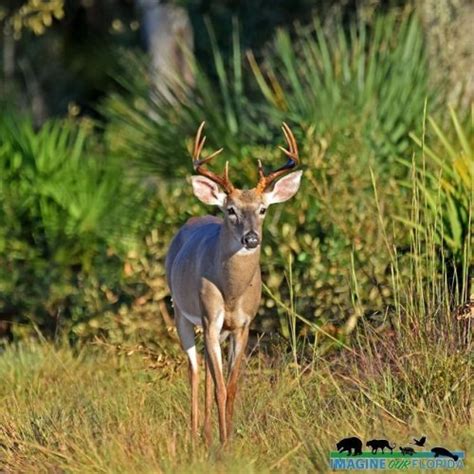 White Tailed Deer Imagine Our Florida Inc