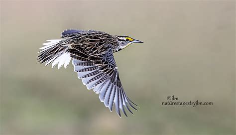 Eastern Meadowlark On The Fly Copy Captured Yesterday On O Flickr