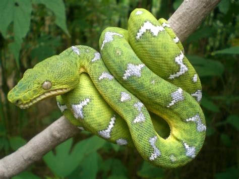 From middle english boa, from latin boa (large snake), a species of serpent mentioned in pliny's naturalis historia (natural history). Emerald Tree Boa | Coniferous Forest