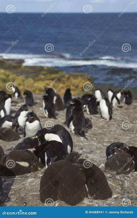 Rockhopper Penguins With Chicks Stock Image Image Of Falkland British 84488941