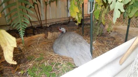 Twenty eggs from white guinea fowl and 20 eggs from grey guinea fowl were evaluated every two weeks between 20 april and 30 august. Guinea Fowl Facts: Breeding Season - Marilyn williams
