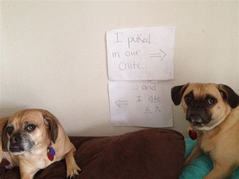 50 Guilty Dogs With Written Signs On What They Did Is Wrong The